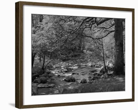 Afon Artro Passing Through Natural Oak Wood, Llanbedr, Gwynedd, Wales, United Kingdom, Europe-Pearl Bucknall-Framed Photographic Print