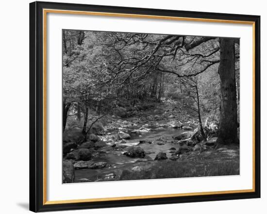 Afon Artro Passing Through Natural Oak Wood, Llanbedr, Gwynedd, Wales, United Kingdom, Europe-Pearl Bucknall-Framed Photographic Print