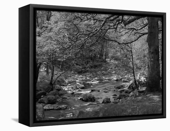 Afon Artro Passing Through Natural Oak Wood, Llanbedr, Gwynedd, Wales, United Kingdom, Europe-Pearl Bucknall-Framed Premier Image Canvas