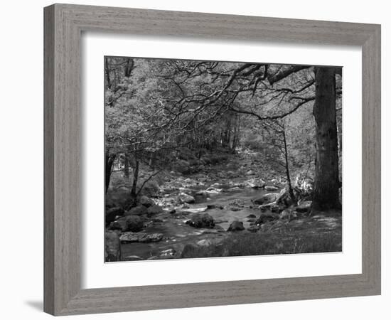 Afon Artro Passing Through Natural Oak Wood, Llanbedr, Gwynedd, Wales, United Kingdom, Europe-Pearl Bucknall-Framed Photographic Print