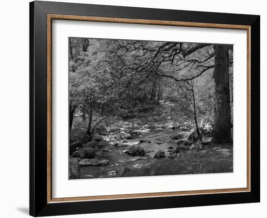 Afon Artro Passing Through Natural Oak Wood, Llanbedr, Gwynedd, Wales, United Kingdom, Europe-Pearl Bucknall-Framed Photographic Print