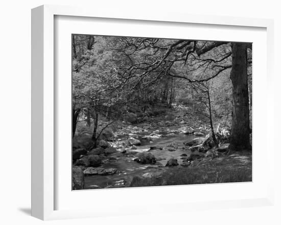 Afon Artro Passing Through Natural Oak Wood, Llanbedr, Gwynedd, Wales, United Kingdom, Europe-Pearl Bucknall-Framed Photographic Print