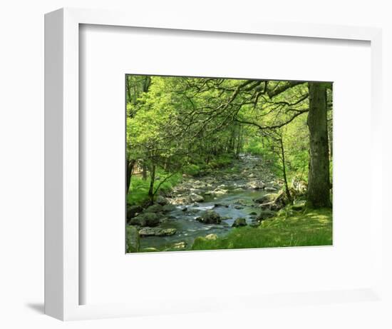 Afon Artro Passing Through Natural Oak Wood, Llanbedr, Gwynedd, Wales, United Kingdom, Europe-Pearl Bucknall-Framed Photographic Print