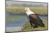 Africa, Botswana, Chobe National Park. Close-up of fish eagle on grass.-Jaynes Gallery-Mounted Photographic Print