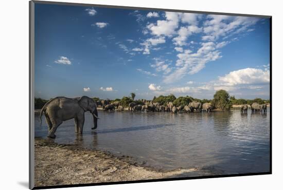 Africa, Botswana, Chobe National Park. Elephant herd in water.-Jaynes Gallery-Mounted Photographic Print