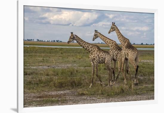 Africa, Botswana, Chobe National Park. Giraffes in savanna.-Jaynes Gallery-Framed Photographic Print