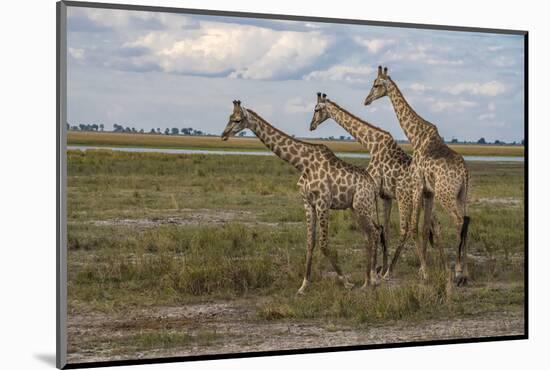 Africa, Botswana, Chobe National Park. Giraffes in savanna.-Jaynes Gallery-Mounted Photographic Print