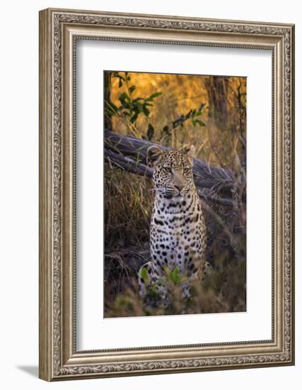 Africa, Botswana, Moremi Game Reserve. Sitting Leopard-Jaynes Gallery-Framed Photographic Print