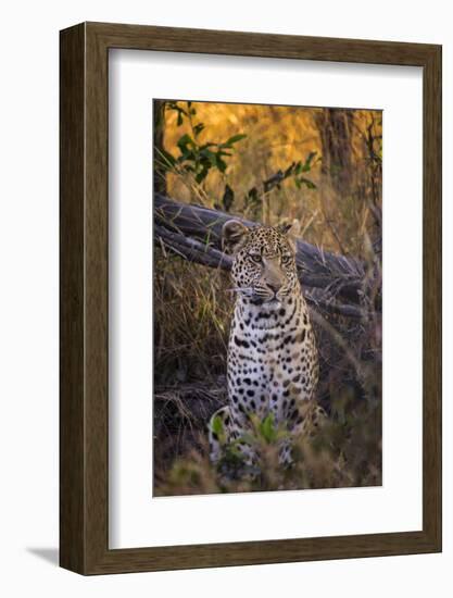 Africa, Botswana, Moremi Game Reserve. Sitting Leopard-Jaynes Gallery-Framed Photographic Print