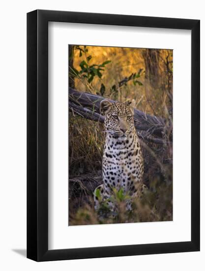 Africa, Botswana, Moremi Game Reserve. Sitting Leopard-Jaynes Gallery-Framed Photographic Print