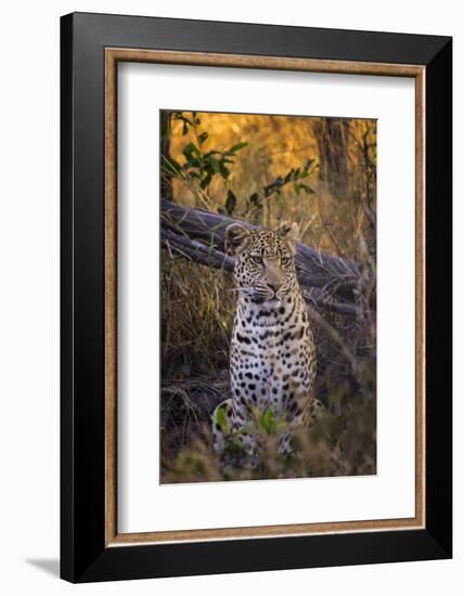 Africa, Botswana, Moremi Game Reserve. Sitting Leopard-Jaynes Gallery-Framed Photographic Print