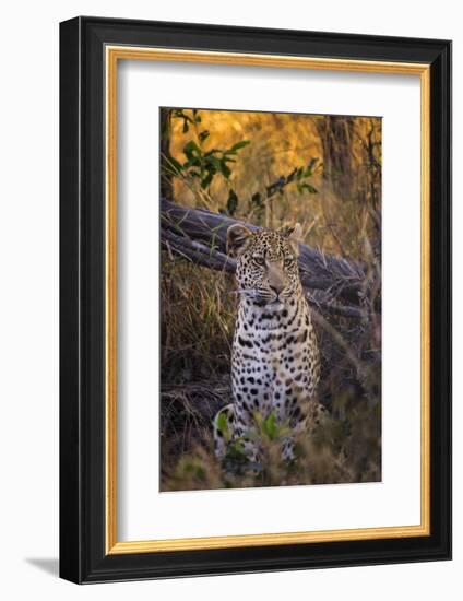 Africa, Botswana, Moremi Game Reserve. Sitting Leopard-Jaynes Gallery-Framed Photographic Print