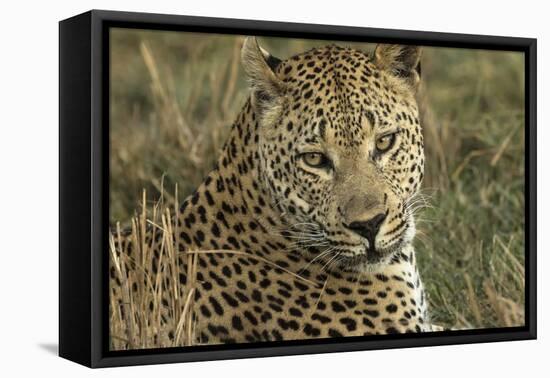 Africa, Botswana, Savute Game Reserve. Portrait of Resting Adult Leopard-Jaynes Gallery-Framed Premier Image Canvas