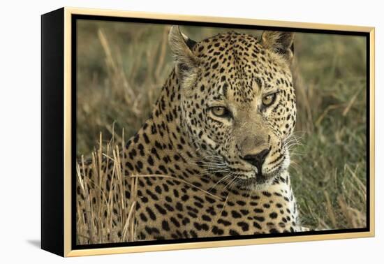 Africa, Botswana, Savute Game Reserve. Portrait of Resting Adult Leopard-Jaynes Gallery-Framed Premier Image Canvas