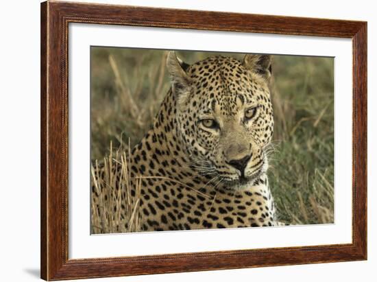 Africa, Botswana, Savute Game Reserve. Portrait of Resting Adult Leopard-Jaynes Gallery-Framed Photographic Print