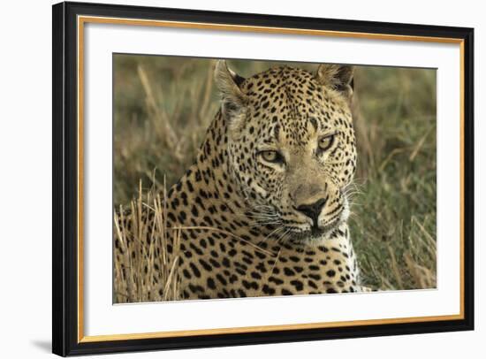 Africa, Botswana, Savute Game Reserve. Portrait of Resting Adult Leopard-Jaynes Gallery-Framed Photographic Print