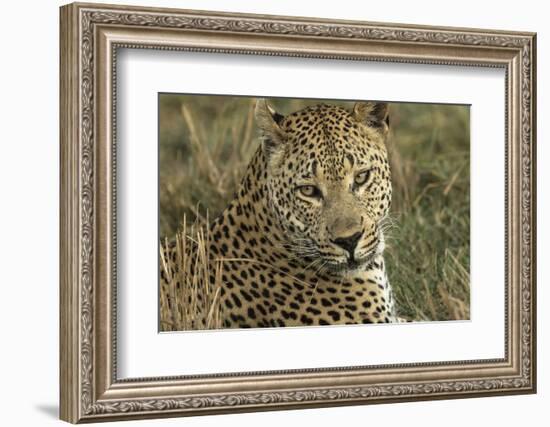 Africa, Botswana, Savute Game Reserve. Portrait of Resting Adult Leopard-Jaynes Gallery-Framed Photographic Print