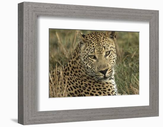 Africa, Botswana, Savute Game Reserve. Portrait of Resting Adult Leopard-Jaynes Gallery-Framed Photographic Print