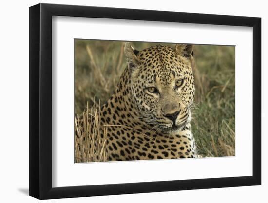 Africa, Botswana, Savute Game Reserve. Portrait of Resting Adult Leopard-Jaynes Gallery-Framed Photographic Print