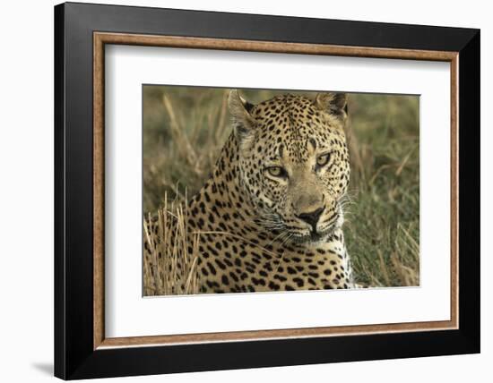 Africa, Botswana, Savute Game Reserve. Portrait of Resting Adult Leopard-Jaynes Gallery-Framed Photographic Print