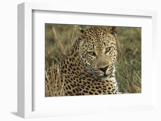 Africa, Botswana, Savute Game Reserve. Portrait of Resting Adult Leopard-Jaynes Gallery-Framed Photographic Print