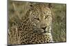 Africa, Botswana, Savute Game Reserve. Portrait of Resting Adult Leopard-Jaynes Gallery-Mounted Photographic Print