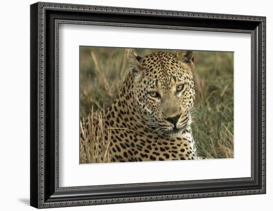 Africa, Botswana, Savute Game Reserve. Portrait of Resting Adult Leopard-Jaynes Gallery-Framed Photographic Print