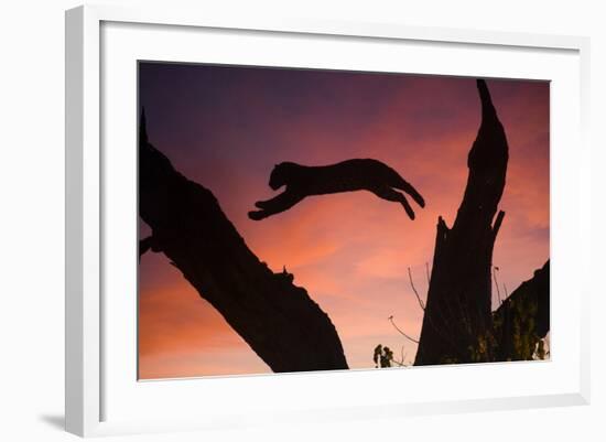 Africa, Botswana, Savuti Game Reserve. Leopard Leaping from Branch to Branch at Sunset-Jaynes Gallery-Framed Photographic Print