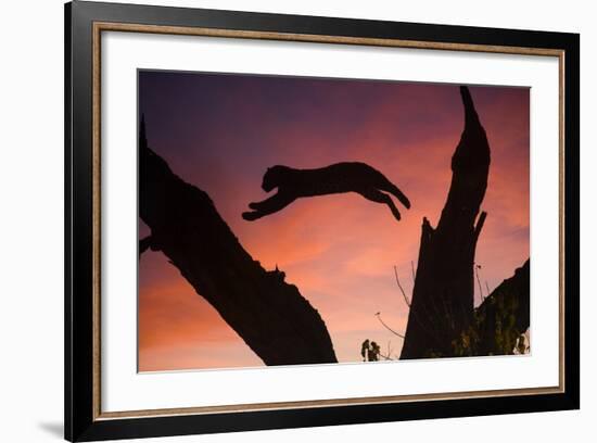 Africa, Botswana, Savuti Game Reserve. Leopard Leaping from Branch to Branch at Sunset-Jaynes Gallery-Framed Photographic Print