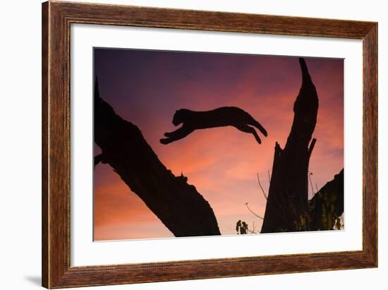 Africa, Botswana, Savuti Game Reserve. Leopard Leaping from Branch to Branch at Sunset-Jaynes Gallery-Framed Photographic Print