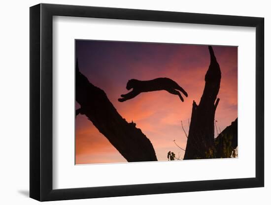 Africa, Botswana, Savuti Game Reserve. Leopard Leaping from Branch to Branch at Sunset-Jaynes Gallery-Framed Photographic Print