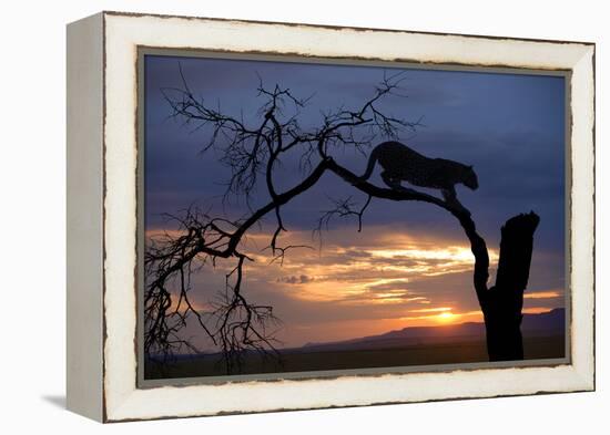 Africa, Botswana, Savuti Game Reserve. Leopard on Branch at Sunset-Jaynes Gallery-Framed Premier Image Canvas