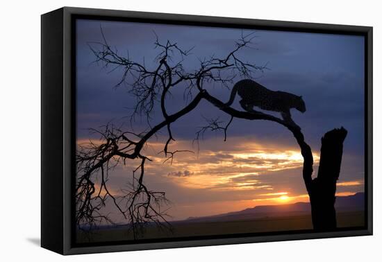 Africa, Botswana, Savuti Game Reserve. Leopard on Branch at Sunset-Jaynes Gallery-Framed Premier Image Canvas