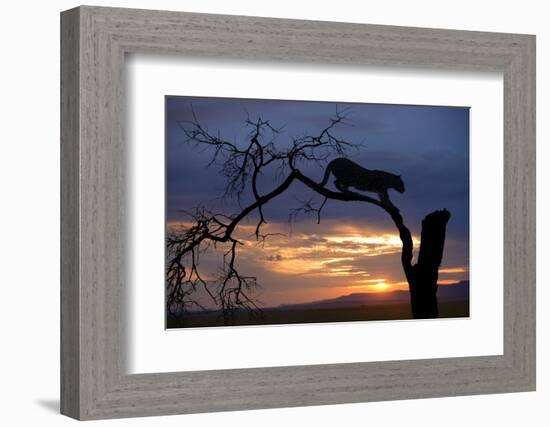 Africa, Botswana, Savuti Game Reserve. Leopard on Branch at Sunset-Jaynes Gallery-Framed Photographic Print