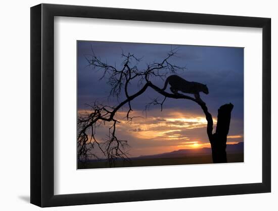 Africa, Botswana, Savuti Game Reserve. Leopard on Branch at Sunset-Jaynes Gallery-Framed Photographic Print