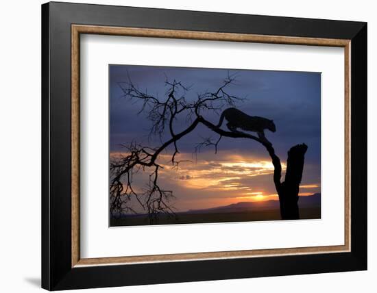 Africa, Botswana, Savuti Game Reserve. Leopard on Branch at Sunset-Jaynes Gallery-Framed Photographic Print