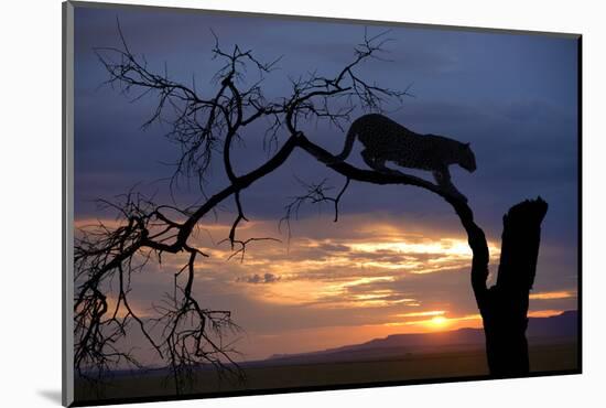 Africa, Botswana, Savuti Game Reserve. Leopard on Branch at Sunset-Jaynes Gallery-Mounted Photographic Print