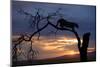 Africa, Botswana, Savuti Game Reserve. Leopard on Branch at Sunset-Jaynes Gallery-Mounted Photographic Print
