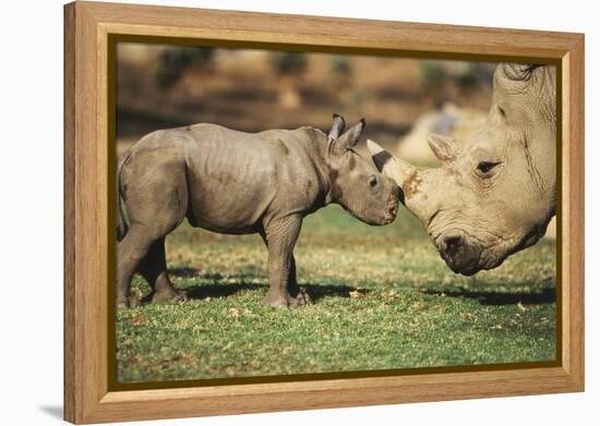 Africa, Captive Southern White Rhino with Young-Roy Toft-Framed Premier Image Canvas