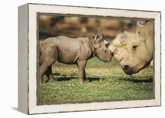 Africa, Captive Southern White Rhino with Young-Roy Toft-Framed Premier Image Canvas