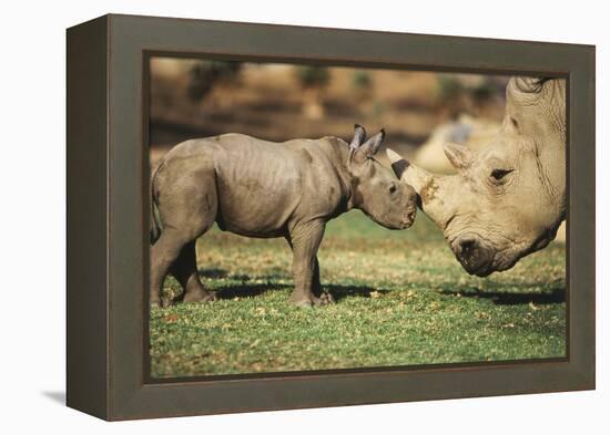 Africa, Captive Southern White Rhino with Young-Roy Toft-Framed Premier Image Canvas