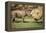 Africa, Captive Southern White Rhino with Young-Roy Toft-Framed Premier Image Canvas