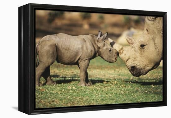 Africa, Captive Southern White Rhino with Young-Roy Toft-Framed Premier Image Canvas