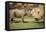 Africa, Captive Southern White Rhino with Young-Roy Toft-Framed Premier Image Canvas