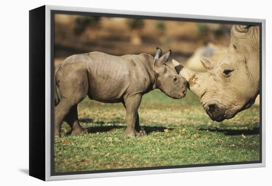 Africa, Captive Southern White Rhino with Young-Roy Toft-Framed Premier Image Canvas