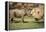 Africa, Captive Southern White Rhino with Young-Roy Toft-Framed Premier Image Canvas