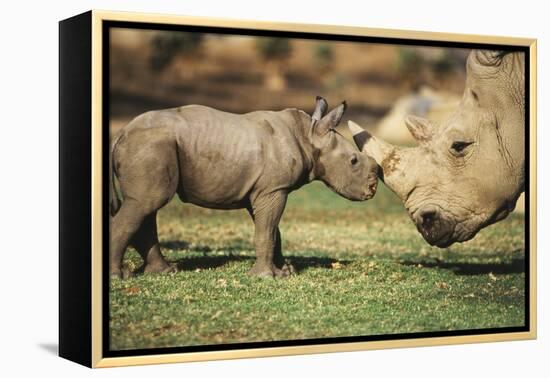 Africa, Captive Southern White Rhino with Young-Roy Toft-Framed Premier Image Canvas