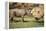 Africa, Captive Southern White Rhino with Young-Roy Toft-Framed Premier Image Canvas