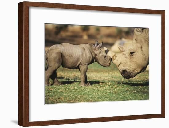 Africa, Captive Southern White Rhino with Young-Roy Toft-Framed Photographic Print