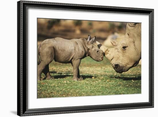 Africa, Captive Southern White Rhino with Young-Roy Toft-Framed Photographic Print